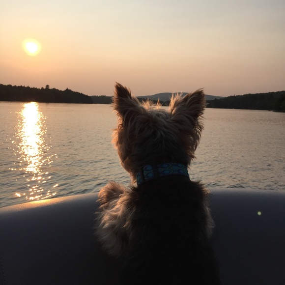 Meet your Posher, Lisa - Picture 4 of 8